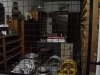 DSC00043.jpg